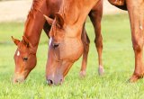 mare & foal grazing