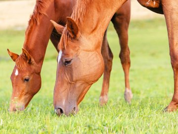 mare & foal grazing