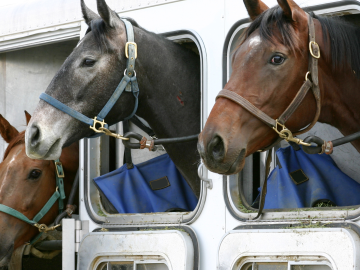 horses in a trailer