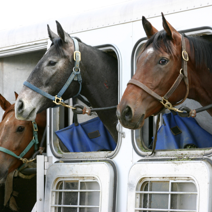 horses in a trailer